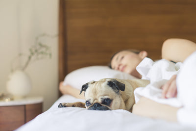5 Gründe wieso dein Hund bei dir im Bett schlafen darf (und sollte)