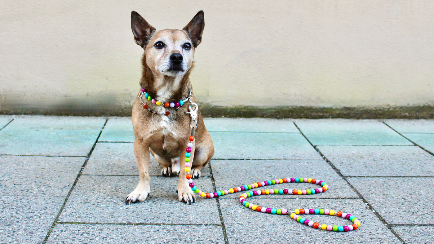 Kleiner Hund mit buntem Halsband aus Holzperlen