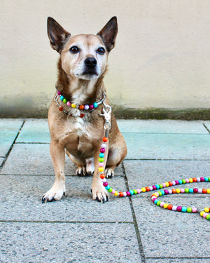 Kleiner Hund mit buntem Halsband aus Holzperlen